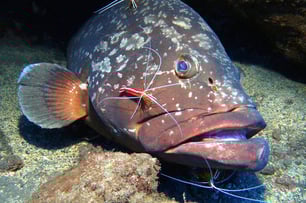 Dusky Grouper at Garajau Dive Reserve