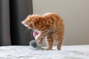 Un gato naranja jugando encima de la cama con un juguete
