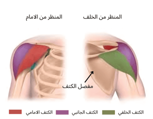 رؤوس الكتف الثلاثة