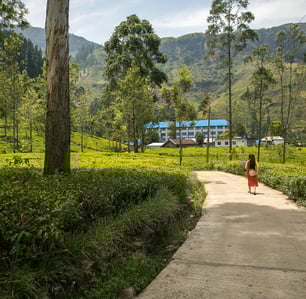 Blue Field Factory, Nuwara Eliya, Sri Lanka