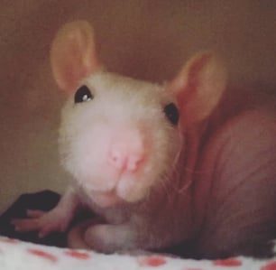 Roerto una rata sin pelo de piel rosada y carita muy dulce