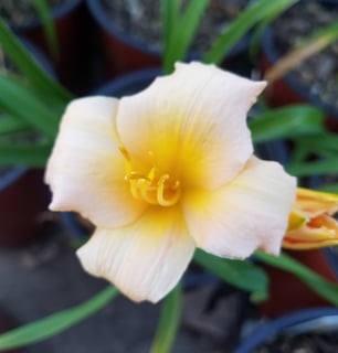 Mini Pearl daylily flower