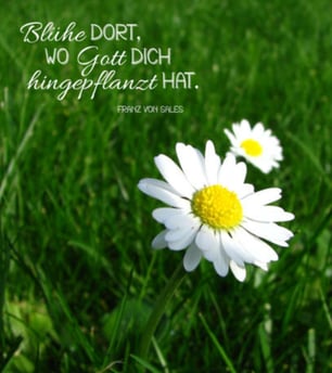 Bloom where God has planted you