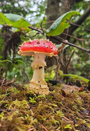 Oregon Coast - Lake Marie has a trail around a lake, full of mushrooms in late fall