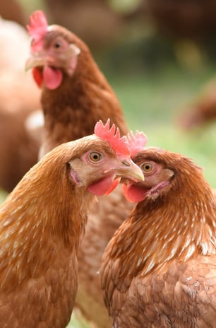 Gallinas
