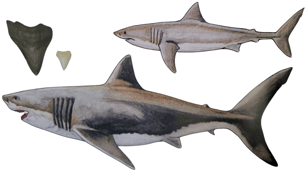 Comparaison Mégalodon et Requin Blanc