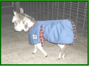 little pony blanket