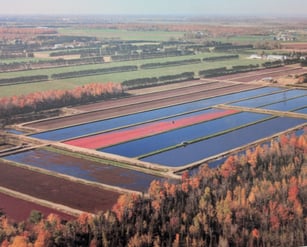 Ferme Daniel Coutu, producteur agricole spécialisé dans la culture de canneberges et camerises.