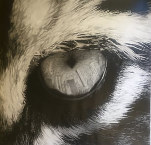 Oeil de tigre