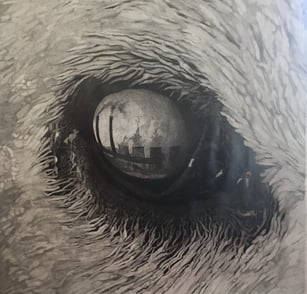 Oeil d'ours