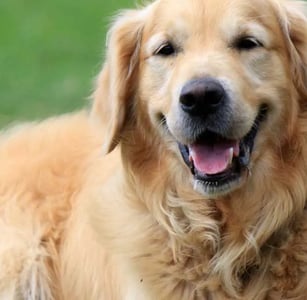 The Golden Retriever is an extremely popular dog breed that is the perfect choice for many families