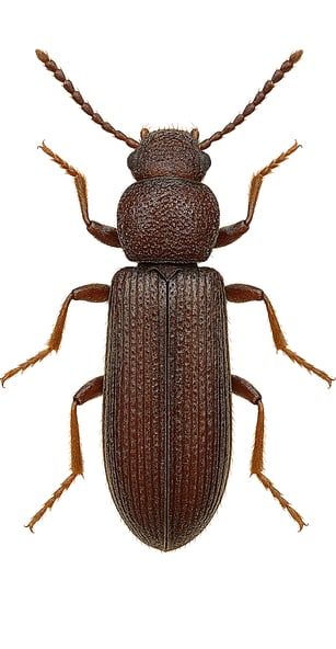 image d'un lyctus