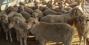 A flock of Australian sheep stand in a barn at Maalem Barka Company.