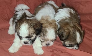 Mal-Shi Puppies for sale