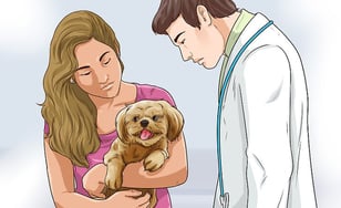 Mal_shi Puppy Vet Visit