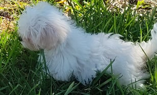 Maltese Puppies for sale