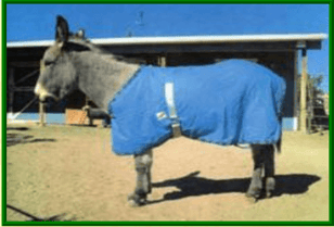 donkey blanket