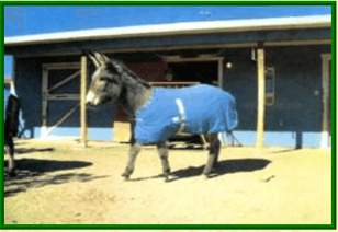 donkey blanket