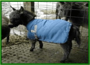 pony blanket
