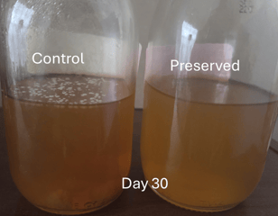 black tea preservation by cultured dextrose