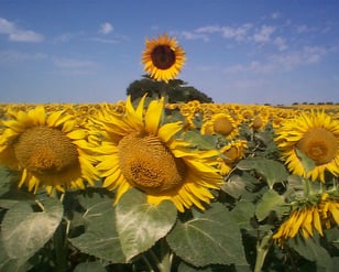 champs de tournesol