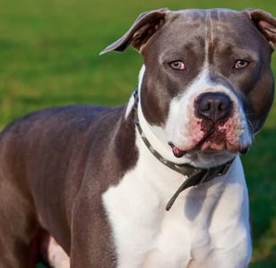 The American Staffordshire Terrier, a close relative of the Staffordshire Bull Terrier