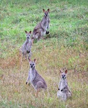 wallabies grazing