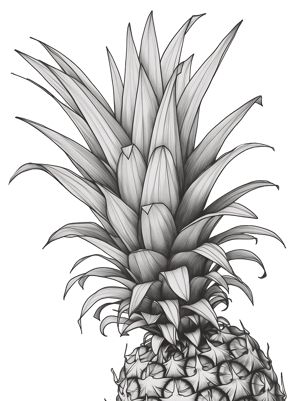 Pineapple line illustration, 2025