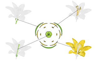 Plante à fleur - diagramme floral
