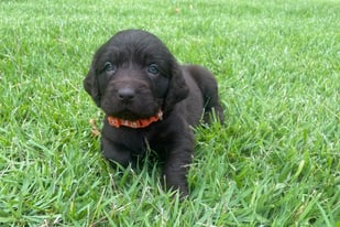AKC Boykin Spaniel Female Ready to Go home June 18th.