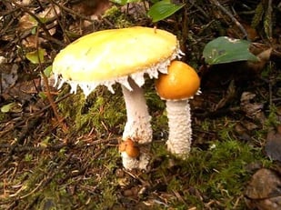 Oregon Coast - Lake Marie has a trail around a lake, full of mushrooms in late fall