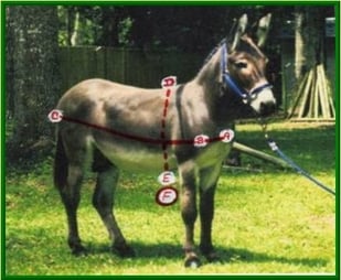 donkey measurments