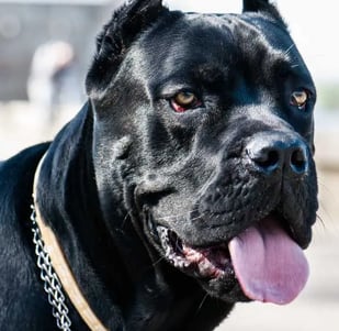 The Cane Corso is a fascinating dog breed that belongs to the Italian dog family and is classified a