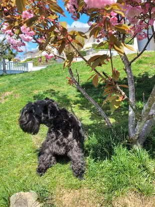 Femelle Schnauzer miniature noire