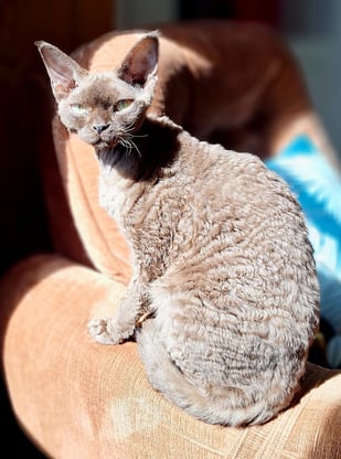 Devon Rex poil