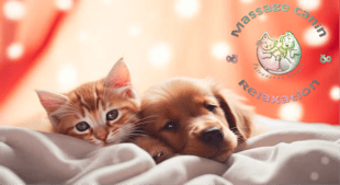 Chien et chat détendus