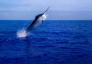 Fishing Charter Roatan