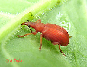 Red weevil