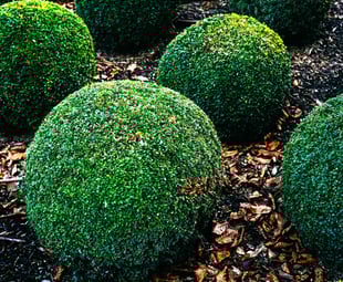 Company that trims bushes