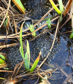 Frogspawn in an urban pond, Manchester. Photo by Celia Hooson, Circular City
