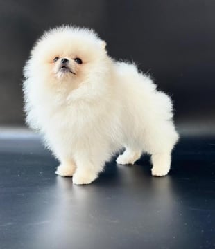 POMERANIA HEMBRA DE 3 MESES DE EDAD