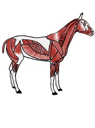 a horse with a skeletonized body and a skeleton