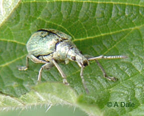 Green Nettle Weevil