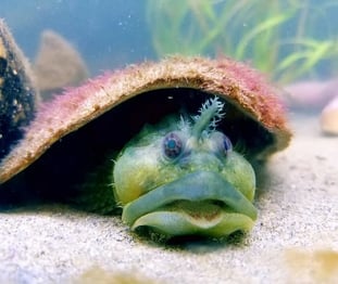 Oregon Coast - Weird creatures at Coos Bay/Charleston Marine Life Center