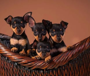 The miniature pinscher dog breed, which is one of the most popular small dogs