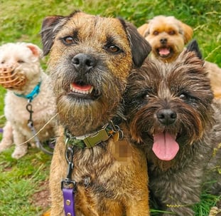 Barney, Rufus, Pip and Freddie enjoying a group dog walk in Edinburgh