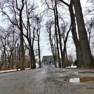 Maison O'Neil, arbres en hiver.