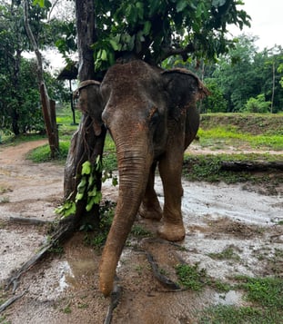 An Asian elephant rubs her ear against a tree after a rain storm passes