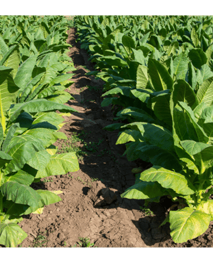 Cultivo Tabaco