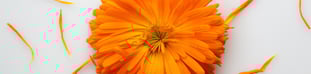calenduaflower